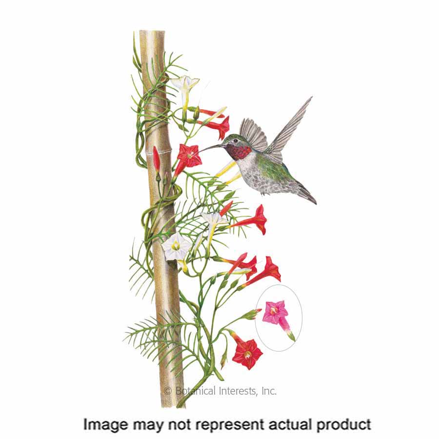 Botanical Interests 1175 Flower Seed, Cypress Vine, Ipomoea Quamoclit, Summer To Frost Bloom, Pink/Red/White Bloom