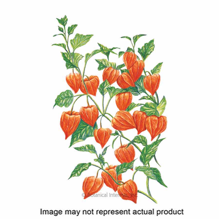 Botanical Interests 1186 Flower Seed, Chinese Lantern, Physalis Alkekengi, Summer Bloom, Red-Orange Bloom, 150 mg