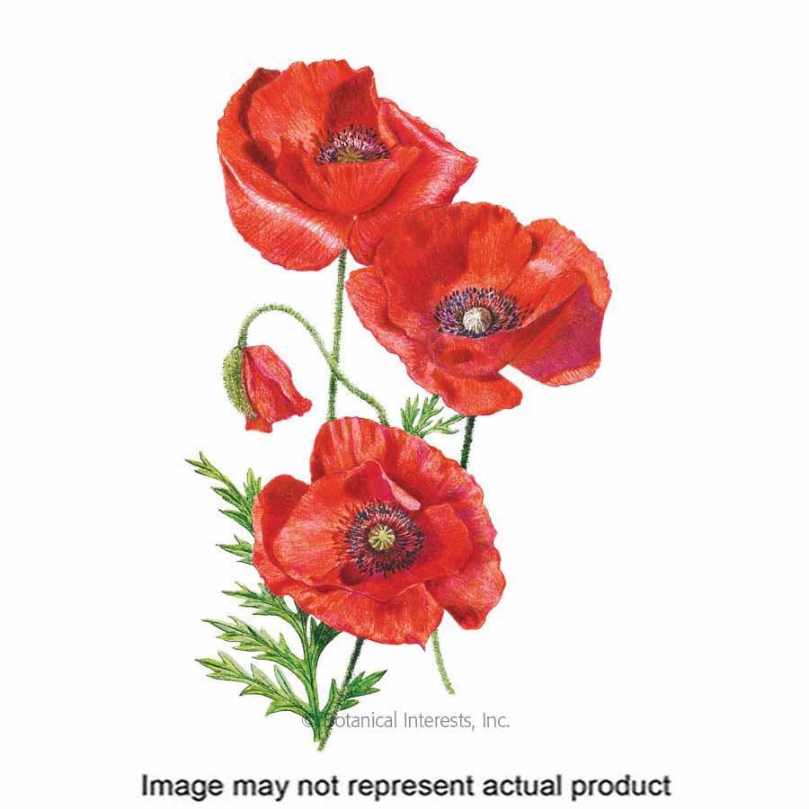 Botanical Interests 1215 Flower Seed, Corn Poppy, Papaver Rhoeas, Fall Planting, Spring and Summer Bloom, 1 g