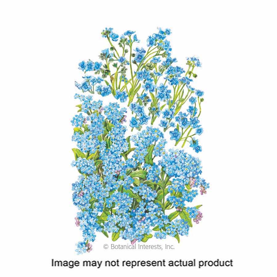 Botanical Interests 1219 Flower Seed, Forget-Me-Not, Myosotis Sylvatica and Cynoglossum Amabile, Early Fall Planting