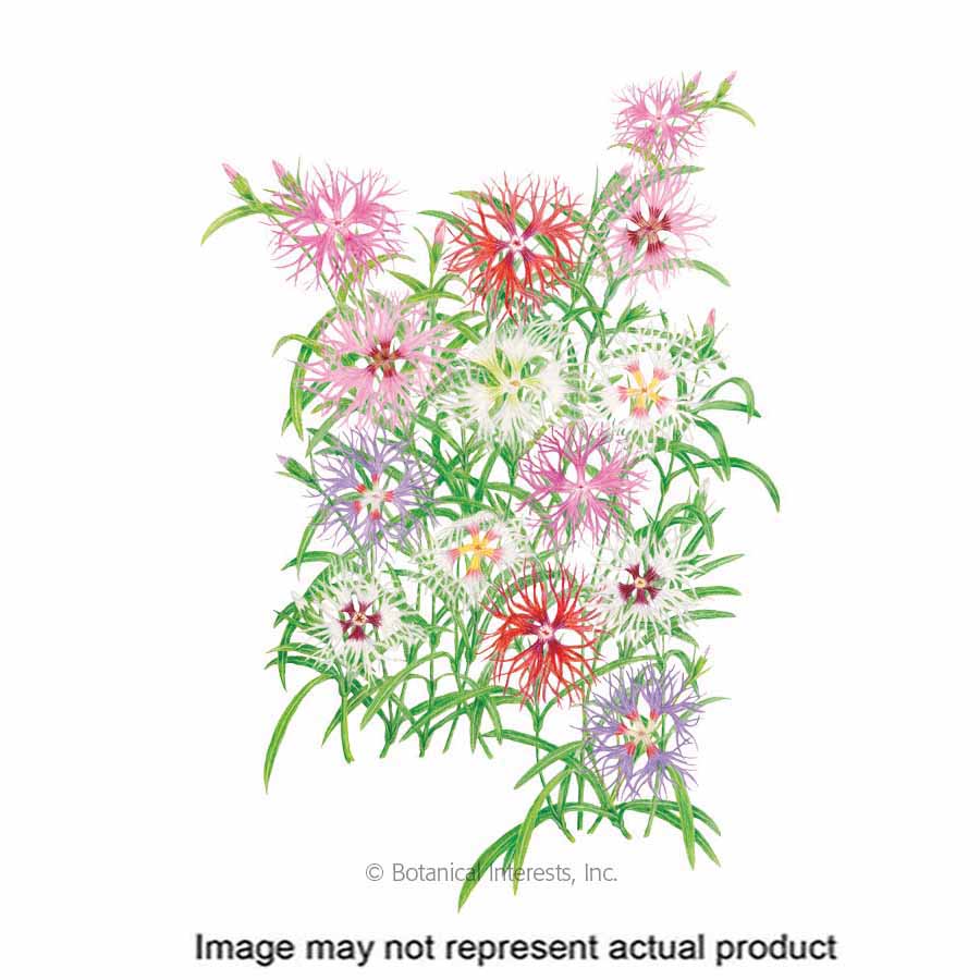 Botanical Interests 1280 Flower Seed, Rainbow Loveliness Cottage, Dianthus Plumarius, Early Summer Planting, 100 mg
