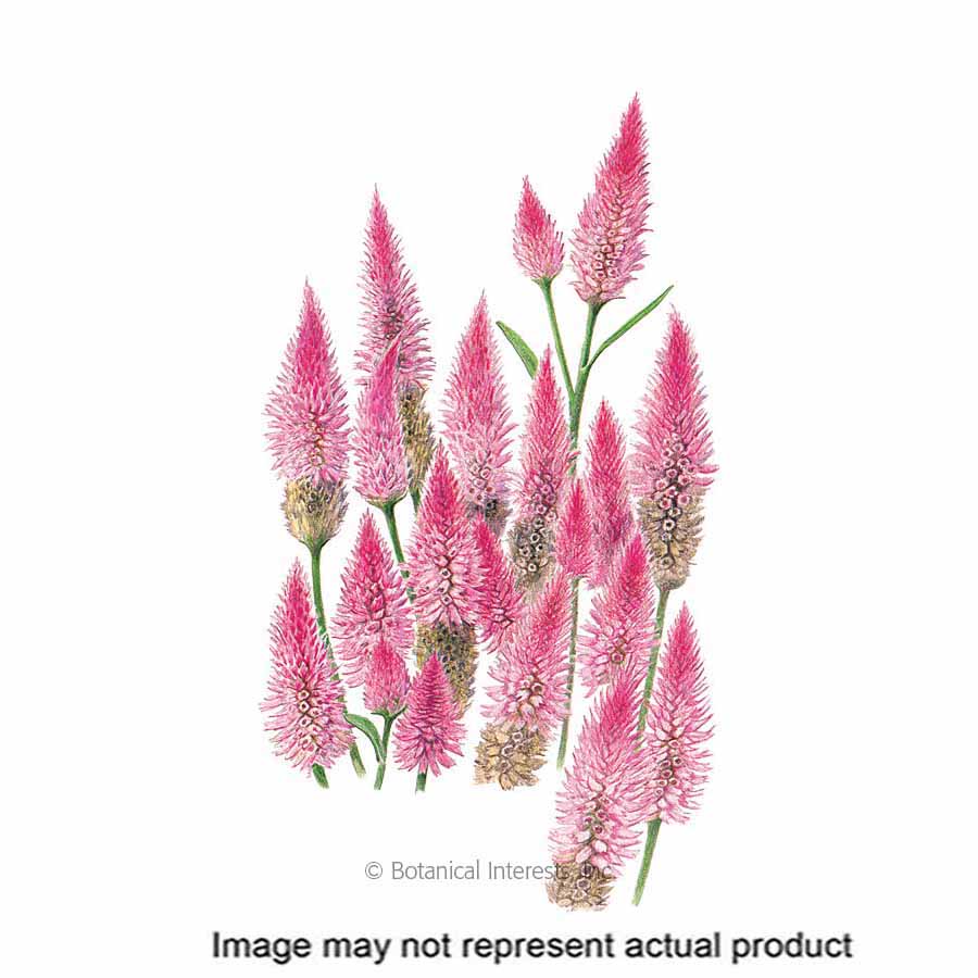 Botanical Interests 1299 Flower Seed, Flamingo Celosia, Wheat Celosia, Celosia Spicata, Summer to Frost Bloom, 150 mg