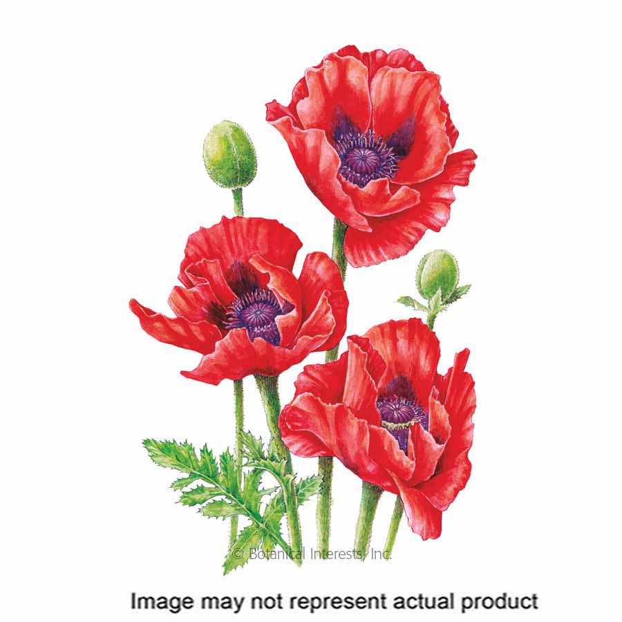 Botanical Interests 1304 Flower Seed, Poppy, Papaver Orientale, Fall Planting, Late Spring to Early Summer Bloom, 200 mg