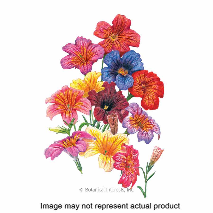 Botanical Interests 1306 Flower Seed, Salpiglossis, Salpiglossis Sinuata, Fall, Late Summer Planting, Summer Bloom