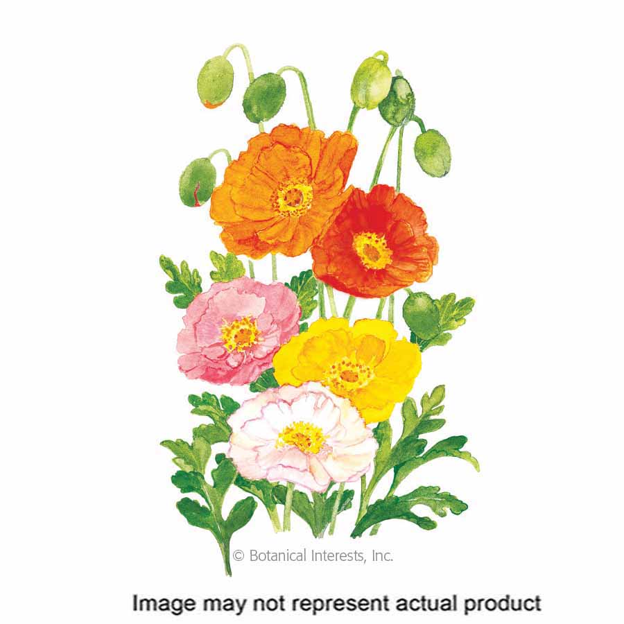 Botanical Interests 1033 Flower Seed, Iceland Poppy, Papaver Nudicaule, Spring To Early Summer Bloom, 500 mg