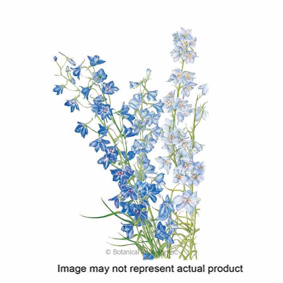Botanical Interests 1063 Flower Seed, Larkspur, Consolida Regalis, Spring To Summer Bloom, 750 mg
