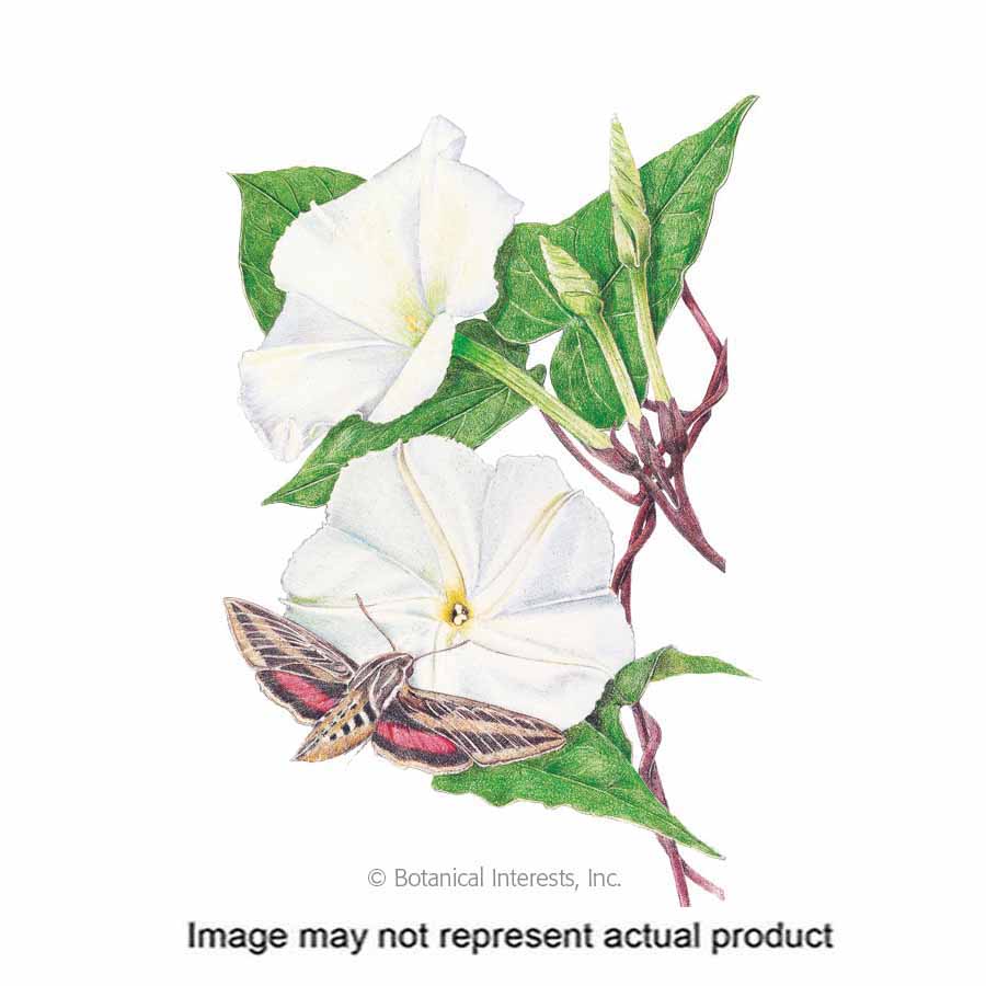 Botanical Interests 1100 Flower Seed, Moonflower, Ipomoea Alba, Summer to First Frost Bloom, White Bloom, 5 g