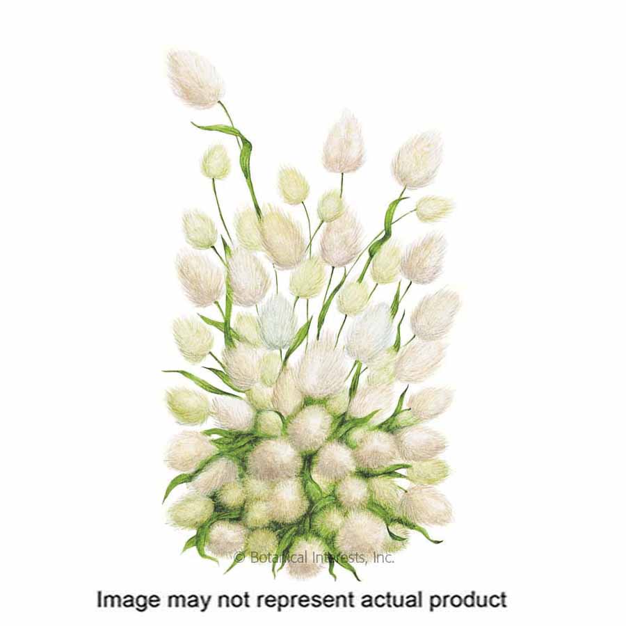 Botanical Interests 1116 Flower Seed, Bunny Tail Grass, Lagurus Ovatus, Summer To Frost Bloom, Light Green Bloom, 300 mg