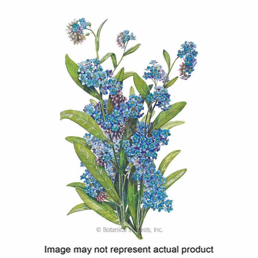 Botanical Interests 1121 Flower Seed, Forget-Me-Not, Myosotis Sylvatica, Early Spring Bloom, Blue Bloom, 250 mg