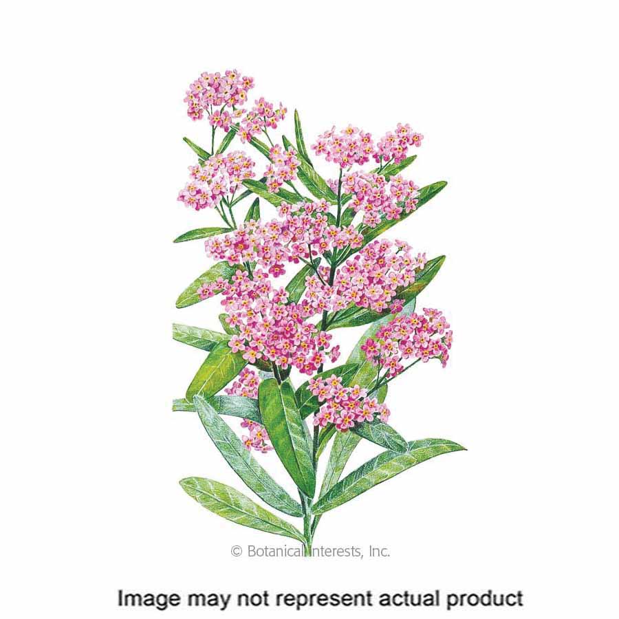 Botanical Interests 1122 Flower Seed, Forget-Me-Not, Myosotis Sylvatica, Fall, Early Spring Planting, Early Spring Bloom - 1
