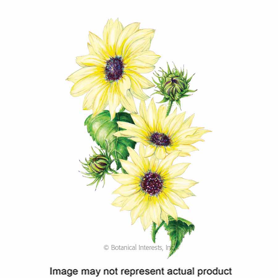 Botanical Interests 1136 Flower Seed, Sunflower, Helianthus Debilis, Summer To Frost Bloom, Creamy/Light Yellow Bloom