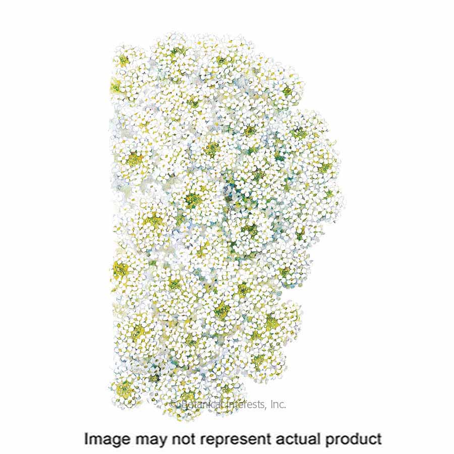 Botanical Interests 1153 Flower Seed, Sweet Alyssum, Lobularia Maritima, Fall Planting, Spring to Frost Bloom, 250 mg