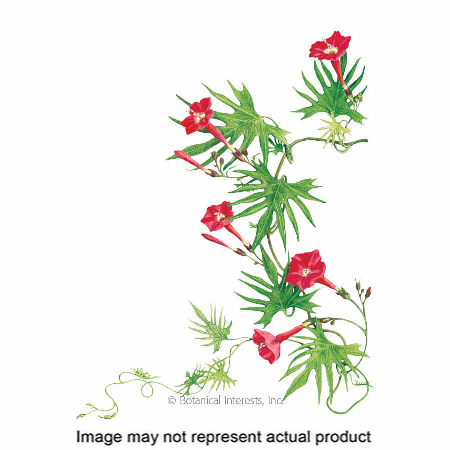 Botanical Interests 1155 Flower Seed, Cardinal Climber, Ipomoea Sloteri, Spring to Frost Bloom, Red Bloom, 1.5 g
