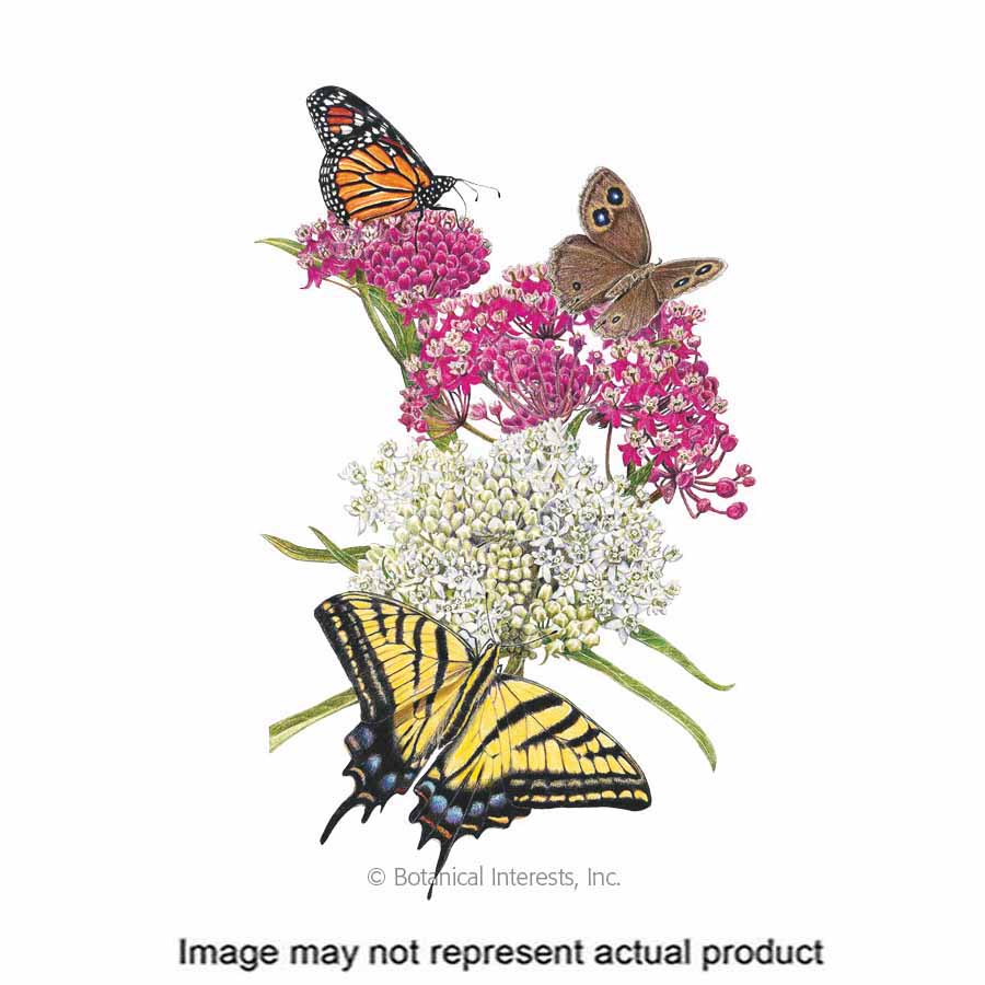 Botanical Interests 1243 Flower Seed, Milkweed/Butterfly Flower, Asclepias Incarnata, Summer Bloom, Pink/White Bloom