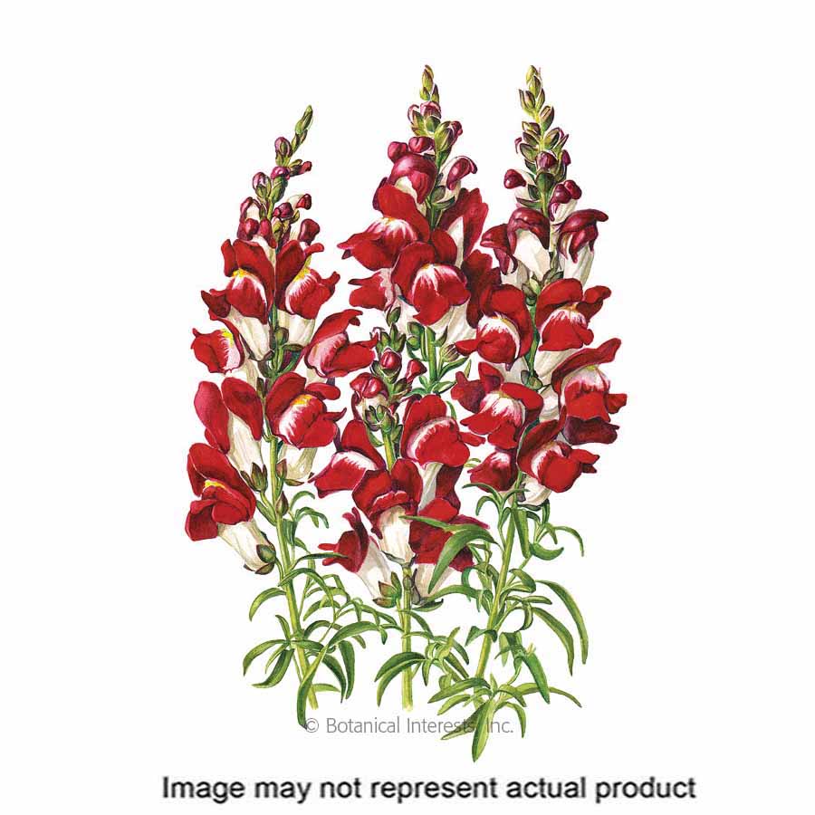 Botanical Interests 1310 Flower Seed, Snapdragon, Antirrhinum Majus, Early Fall, Late Summer Planting, 100 mg