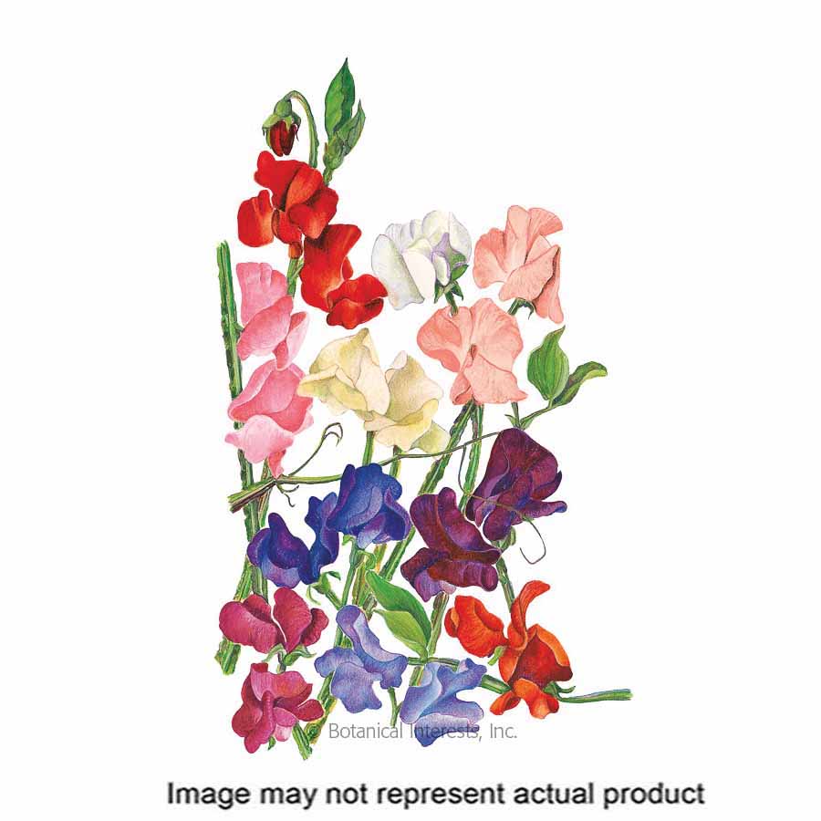 Botanical Interests Royal 1042 Flower Seed, Sweet Pea, Lathyrus Odoratus, Late Fall to Early Winter Planting, 3 g