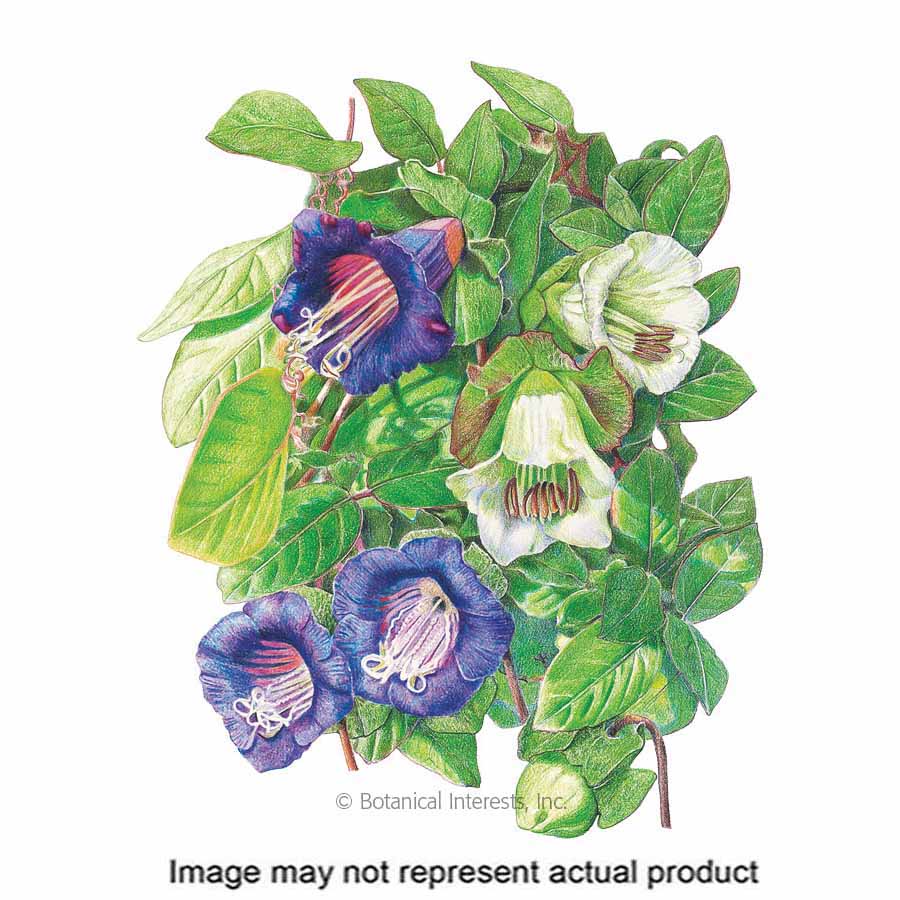 Botanical Interests 1268 Flower Seed, Blend Cup and Saucer Vine, Cobaea Scandens, Midsummer to Frost Bloom, 1 g