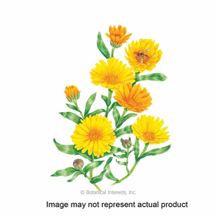 Botanical Interests 2042 Flower Seed, Organic, Pot Marigold, Calendula Officinalis, Late Summer Planting, 450 mg