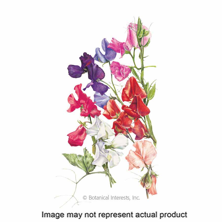 Botanical Interests 1040 Flower Seed, Sweet Pea, Lathyrus Odoratus, Late Fall to Early Winter Planting