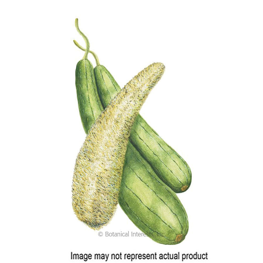 Botanical Interests 1258 Vegetable Seed, Luffa Gourd, Luffa Aegyptiaca, 2.5 g
