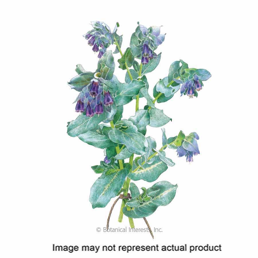 Botanical Interests 1406 Flower Seed, Honeywort, Cerinthe Major, Blue/Violet Bloom, 2 g