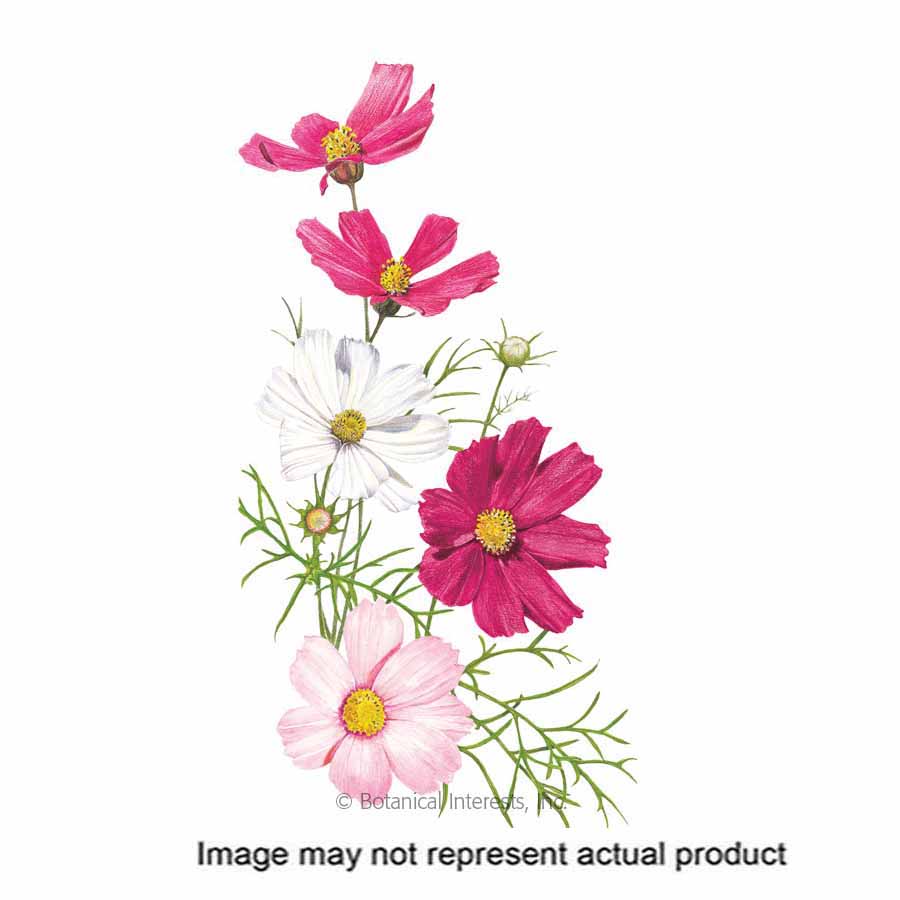 Botanical Interests 2035 Flower Seed, Cosmos, Cosmos Bipinnatus, Summer to Frost, Crimson/Pink/Rose/White Bloom, 500 mg