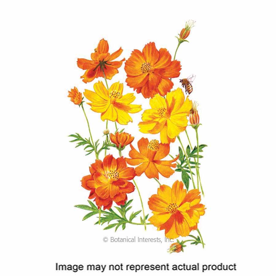Botanical Interests 2050 Organic Flower Seed, Cosmos, Cosmos Sulphureus, Summer to Frost Bloom, Orange/Scarlet Bloom