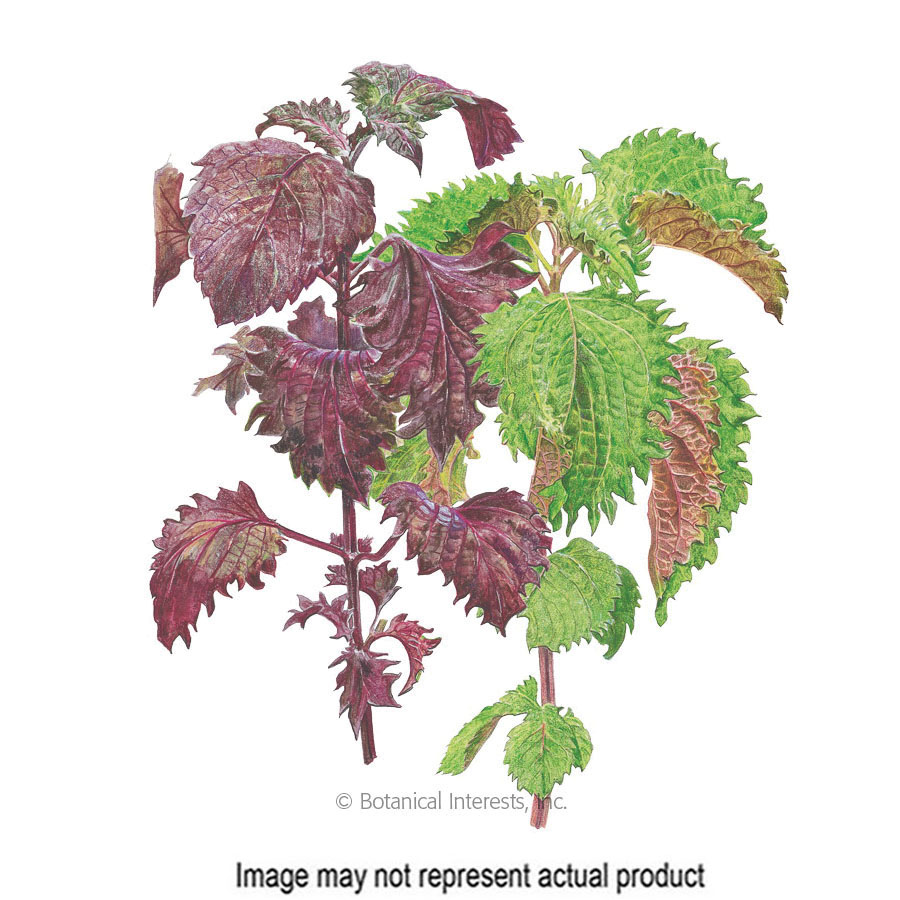 Botanical Interests 5048 Herb Seed, Shiso Perilla, Perilla Frutescens, 500 mg