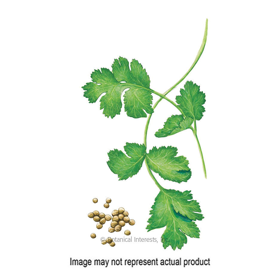 Botanical Interests 6028 Herb Seed, Coriander, Coriandrum Sativum, Fall Planting, Winter Harvest, 3 g