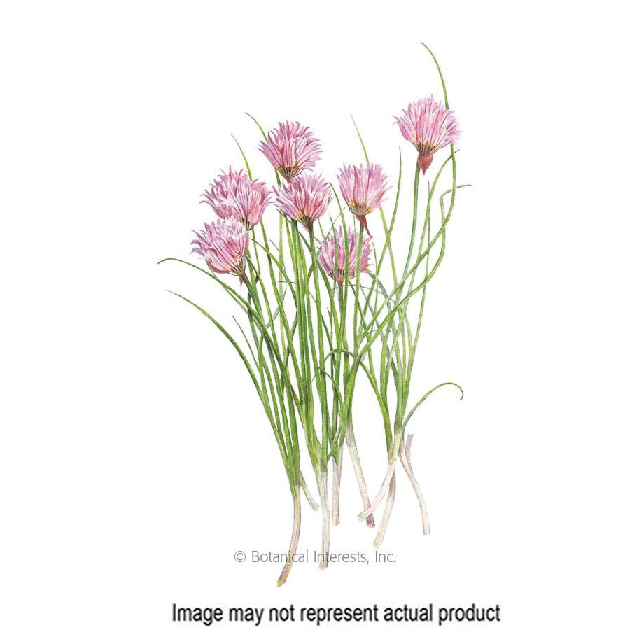 Botanical Interests 6062 Herb Seed, Chives, Allium Schoenoprasum, 500 mg