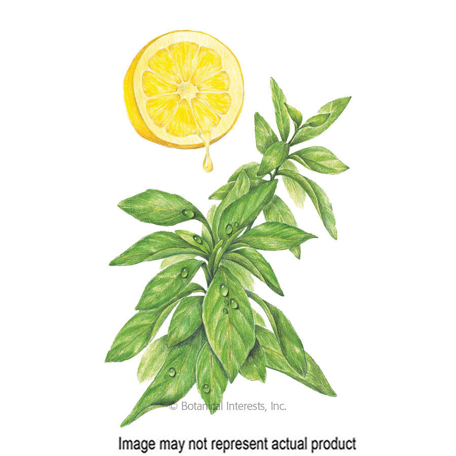 Botanical Interests 5021 Herb Seed Mrs. Burns Lemon Basi