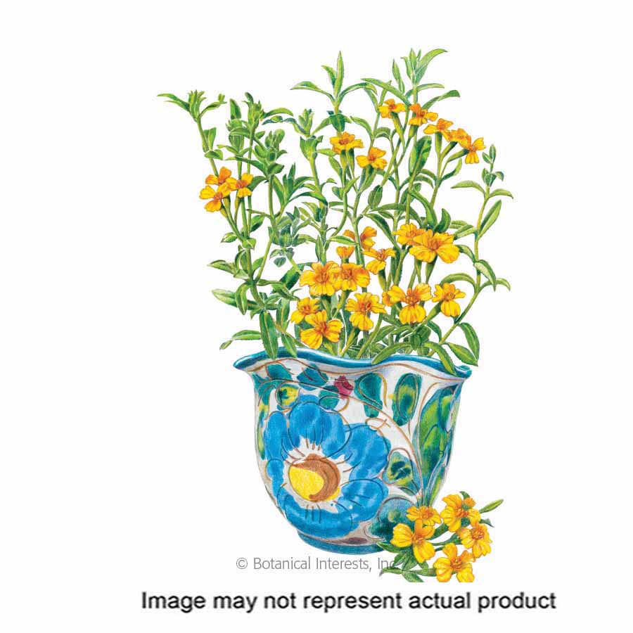 Botanical Interests 6135 Herb Seed, Mexican Tarragon, Tagetes Lucida, 250 g