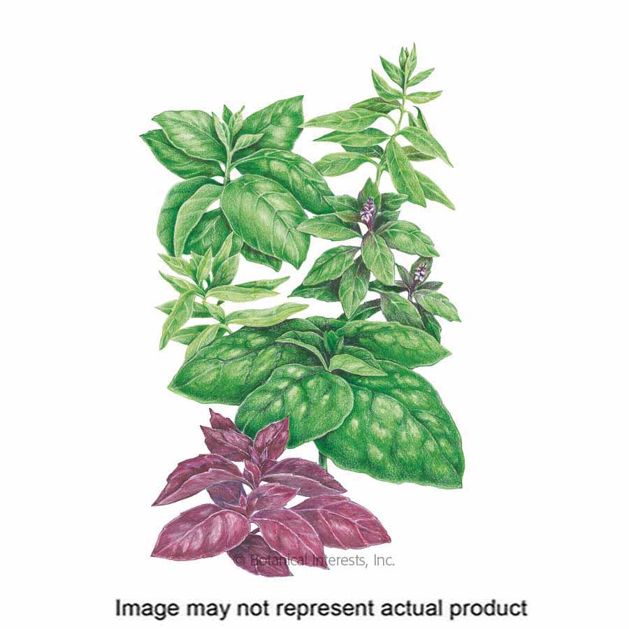 Botanical Interests 6117 Herb Seed, Viva La Dolce Vita Blend Basil, Ocimum Basilicum, O X Africanum, 1 g