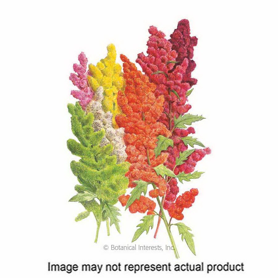 Botanical Interests 2013 Herb Seed, Brightest Brilliant Rainbow Quinoa, Chenopodium Quinoa, Autumn Harvest, 500 g