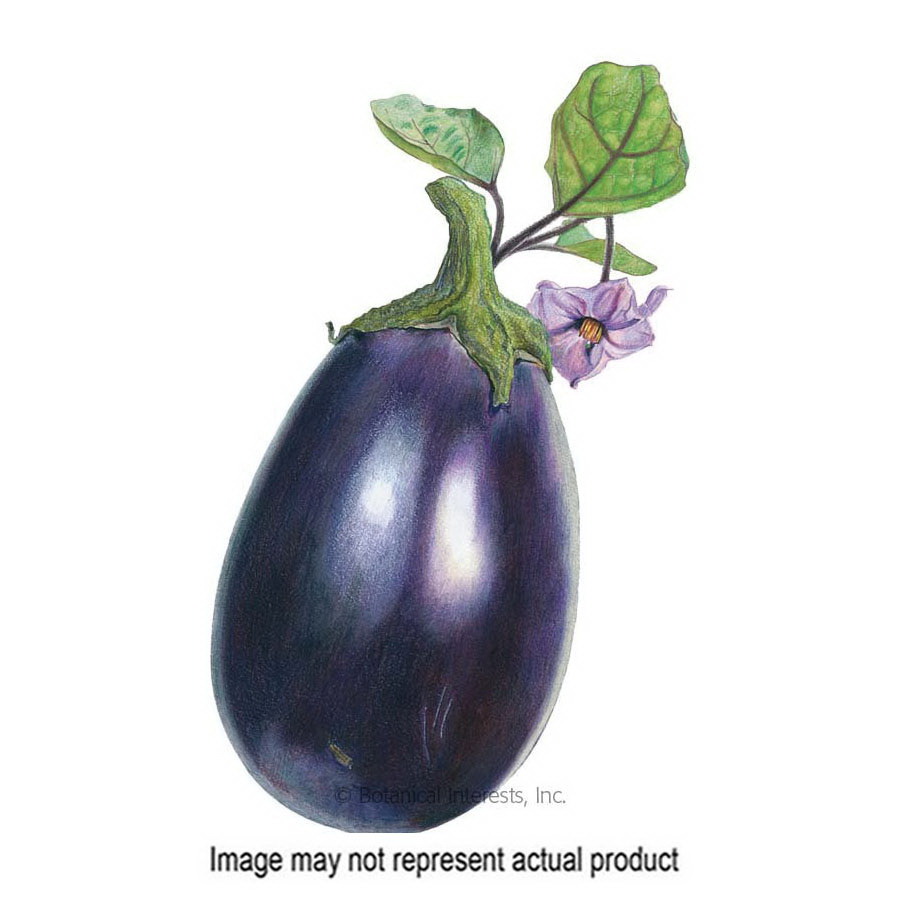 Botanical Interests 3045 Vegetable Seed, Eggplant, Solanum Melongena, 500 mg Pack - 1