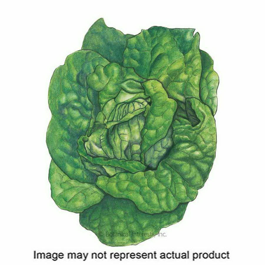 Botanical Interests 3052 Herb Seed, Buttercrunch Butterhead Lettuce, Lactuca Sativa, 1 g