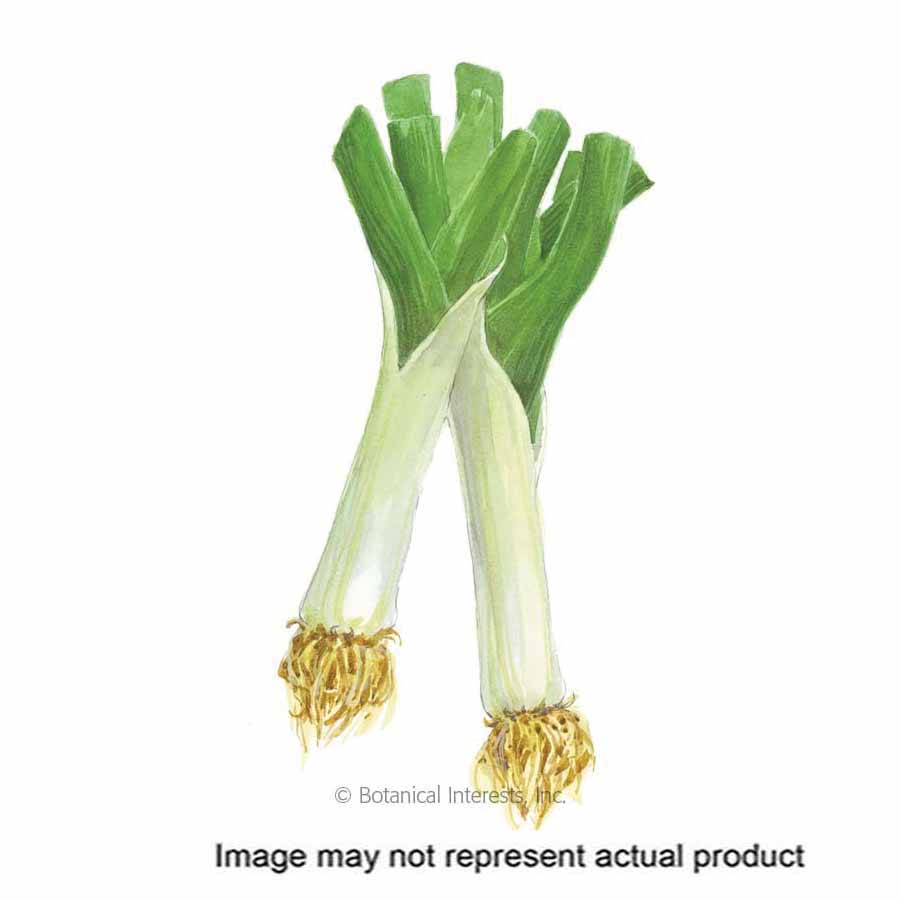 Botanical Interests 3057 Herb Seed, King Richard Leek, Allium Ampeloprasum, 750 mg
