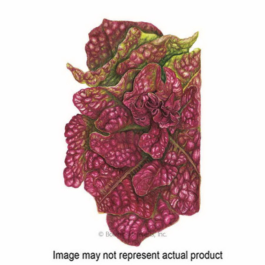 Botanical Interests 3058 Herb Seed, Butterhead Lettuce, Lactuca Sativa, 1 g
