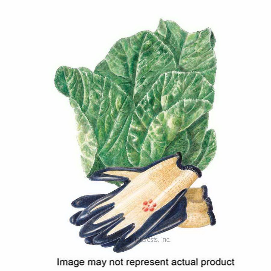 Botanical Interests 0265 Herb Seed, Florida Broadleaf Mustard, Brassica Juncea, 2 g