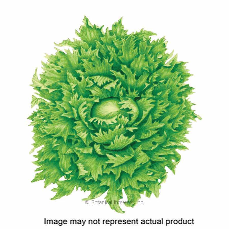 Botanical Interests 0305 Vegetable Seed, Summer Crisp Lettuce, Lactuca Sativa, Fall, Winter Planting, 1 g