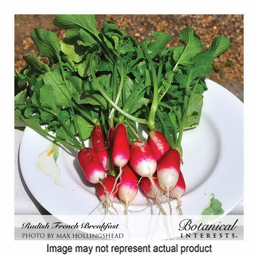 Botanical Interests 3008 Vegetable Seed, Radish, Raphanus Sativus, Late Summer Planting, 3 g
