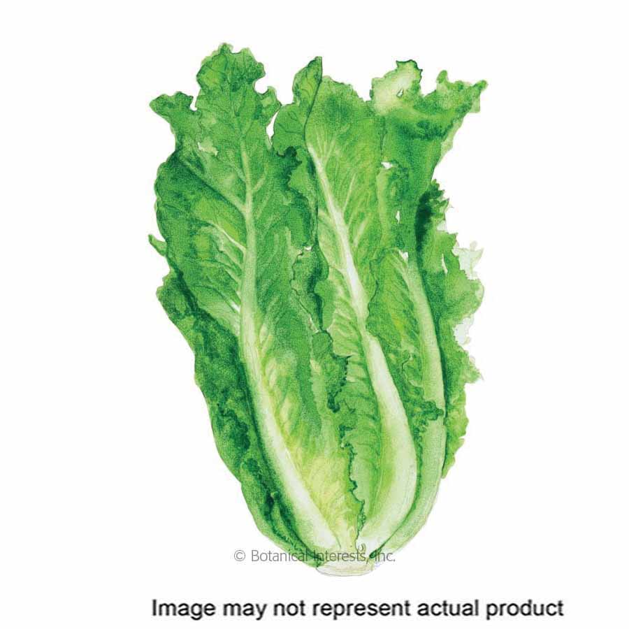 Botanical Interests 3026 Vegetable Seed, Romaine Lettuce, Lactuca Sativa, Fall, Winter Planting, 1 g
