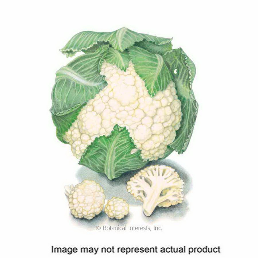 Botanical Interests 3183 Vegetable Seed, Cauliflower, Brassica Oleracea Var Botrytis, Fall Planting, Winter Harvest