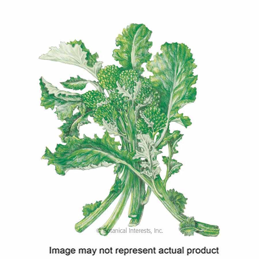 Botanical Interests 3040 Vegetable Seed, Broccoli Raab, Brassica Rapa Subsp Rapa, Fall Planting, 1 g