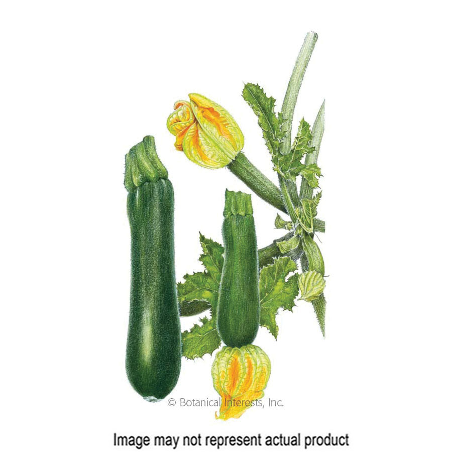 Botanical Interests 3049 Vegetable Seed, 55 days Days, Squash, Cucurbita Pepo, 3 g Pack