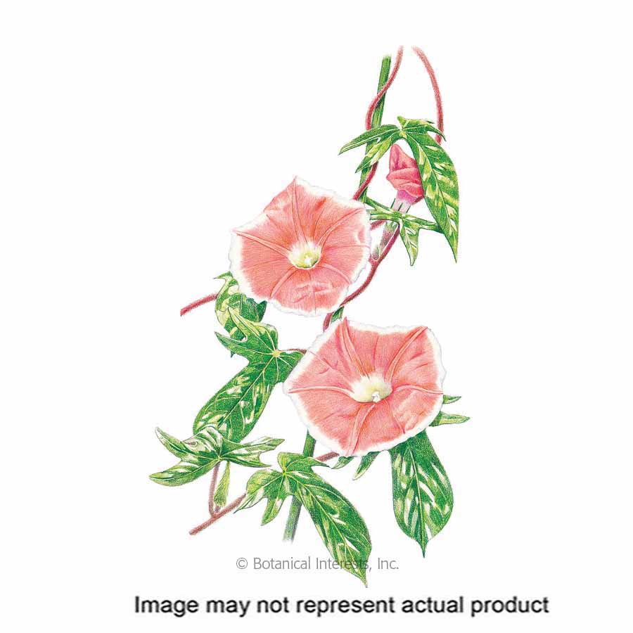 Botanical Interests 1213 Flower Seed, Japanese Morning Glory, Ipomoea Nil, Summer to Frost Bloom, 500 mg