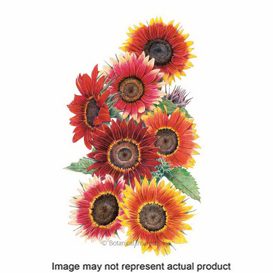 Botanical Interests 7204 Flower Seed, Sunflower, Helianthus Annuus (Hybrid), Summer to Frost Bloom, Red Bloom, 4 g - 1