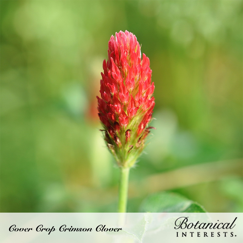 Botanical Interests 7280 Vegetable Seed, Clover Cover Crop, Trifolium Incarnatum, 40 g Pack - 3