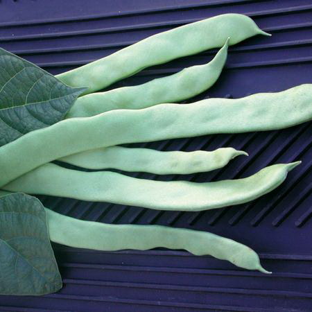 Vegetable Seed, Territorial Seed, Helda Beans - 2
