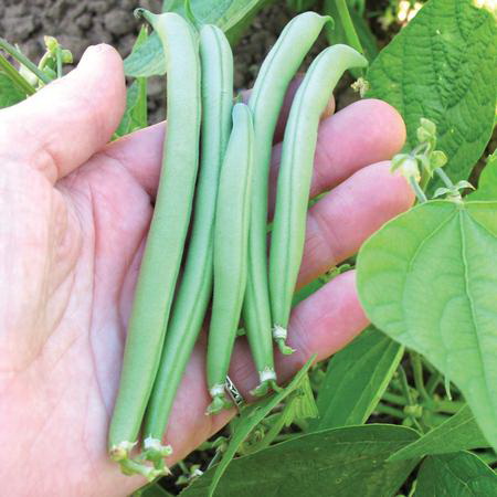 Vegetable Seed, Territorial Seed, Beans - 2